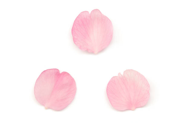 istock Japanese cherry blossom petals isolated on white background 924664682