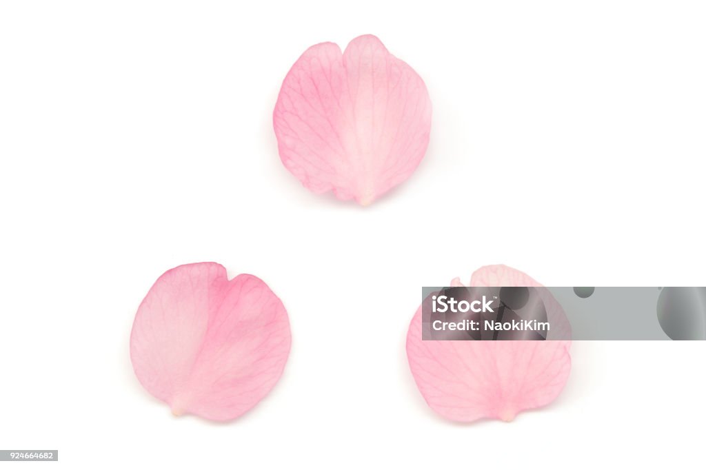 Japanese cherry blossom petals isolated on white background Japanese pink cherry blossom petals isolated on white background Petal Stock Photo