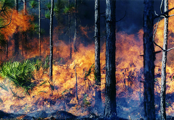 Fuego de Florida - foto de stock