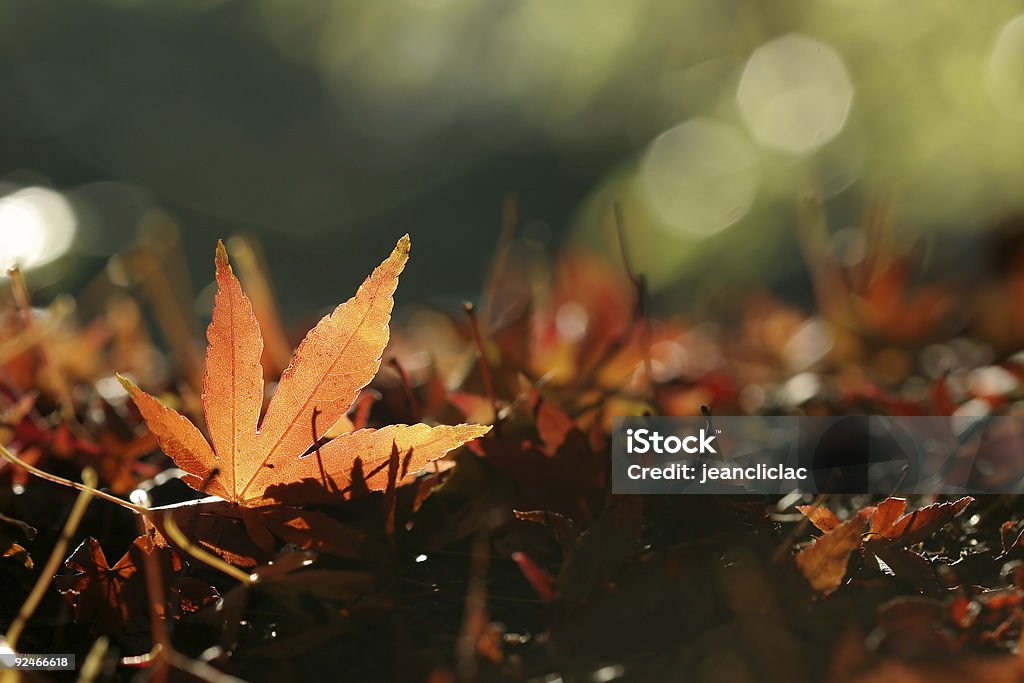 Herbst in Kanada (2 - Lizenzfrei Ahorn Stock-Foto