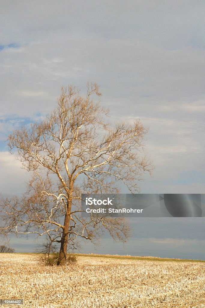 Aride Tree In Cornfield Portrait - Photo de Arbre libre de droits