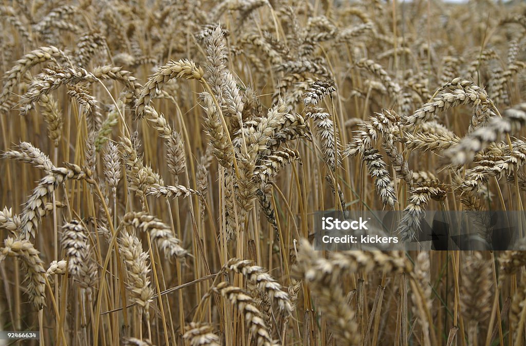 Campo di grano - Foto stock royalty-free di Affilato