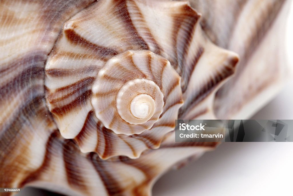 Sea Shell szczegóły 2 - Zbiór zdjęć royalty-free (Bez ludzi)