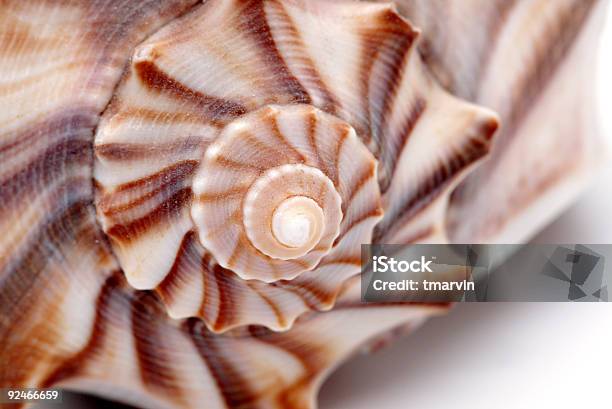 Sea Shell Szczegóły 2 - zdjęcia stockowe i więcej obrazów Bez ludzi - Bez ludzi, Fotografika, Horyzontalny