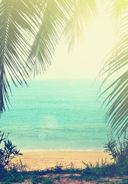 tropische hintergrund - beach palm tree tropical climate sea stock-fotos und bilder