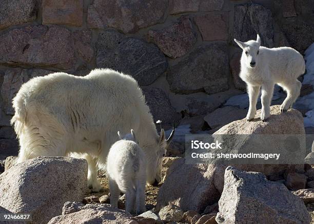 Photo libre de droit de Chèvre De Montagne Mère Et Deux Bébés Au Mount Evans Dans Le Colorado banque d'images et plus d'images libres de droit de Animal femelle