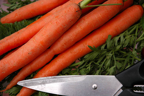 Carrots and Shears stock photo