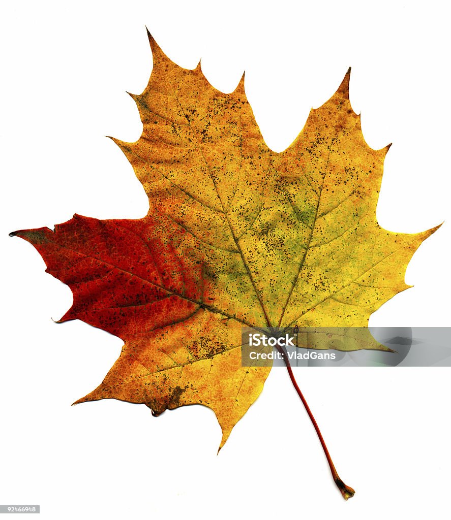 完璧な秋の葉 - かえでの葉のロイヤリティフリーストックフォト