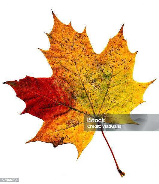 Идеальный Осенних Листьев — стоковые фотографии и другие картинки Абстрактный - Абстрактный, Без людей, Белый фон