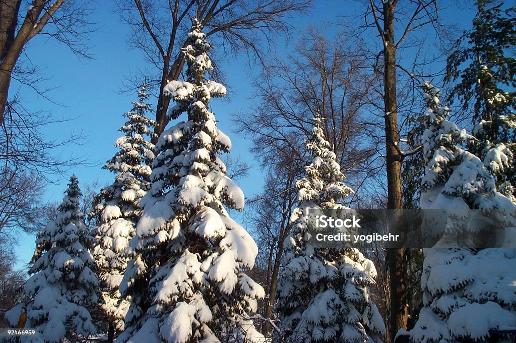 Pins givrés - Photo de Arbre libre de droits