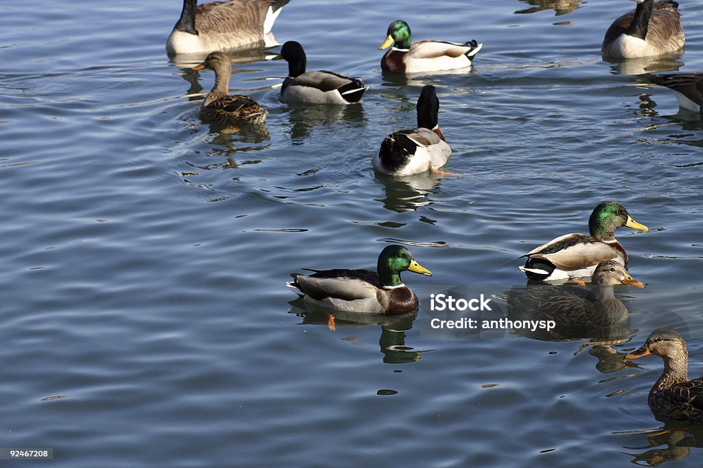 group shot Mallards and geese. Animal Digestive System Stock Photo