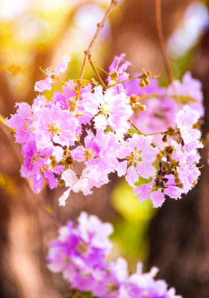 istock Lagerstroemia loudonii flower tree with soft light morning style 924672242