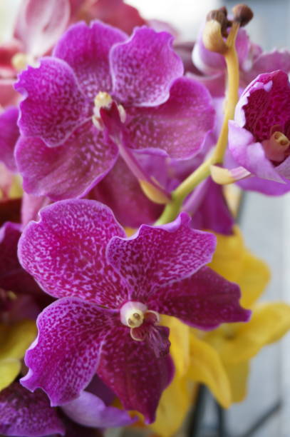 istock Vanda Miss Joaquim orchids flowers 924672600