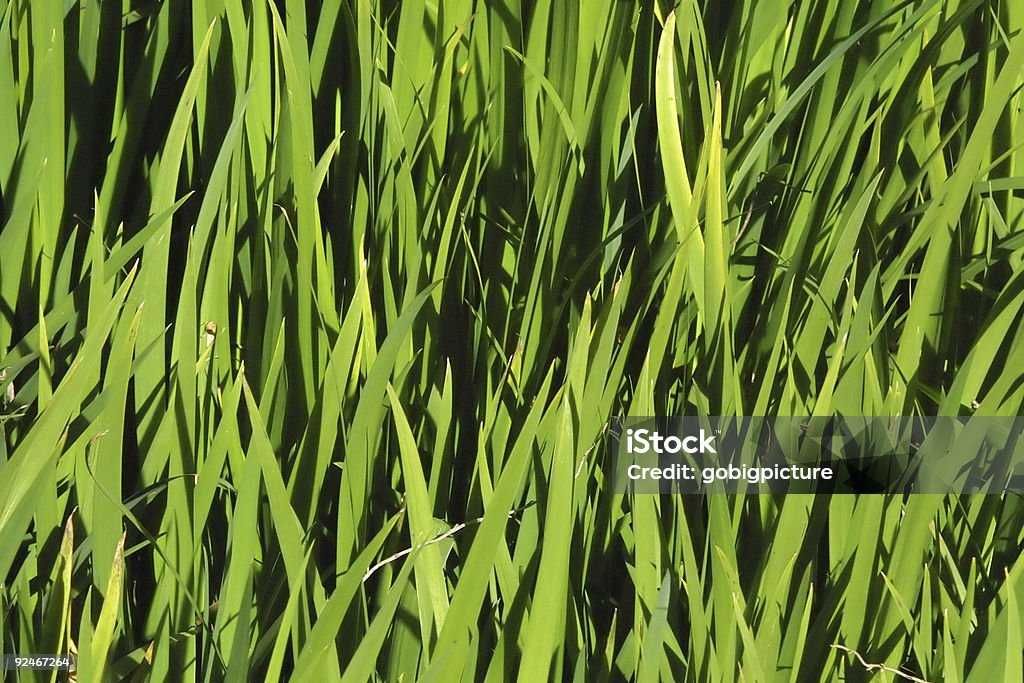 Herbe sur le champ - Photo de Couleur verte libre de droits