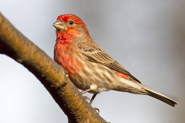 istock Male House Finch 924673928