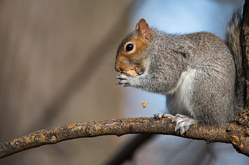 Eastern Gray Squirrel Eating Peanut