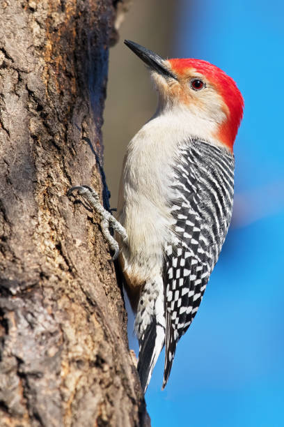 istock Red-bellied Woodpecker 924673960