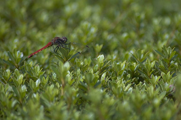 Dragonfly stock photo