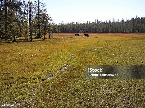 In Einer Wiese Stockfoto und mehr Bilder von Alm - Alm, Berg, Farbbild