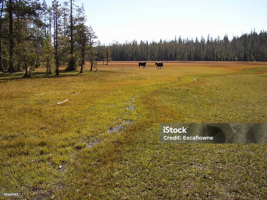 In un prato - Foto stock royalty-free di Acqua