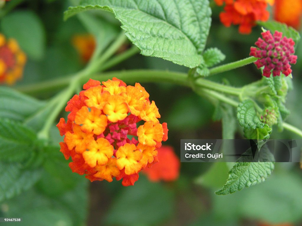 Et Bouton de fleur - Photo de Arbre en fleurs libre de droits