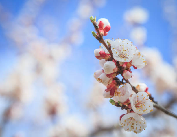 Apricot  tree branch against the blue sky background at spring