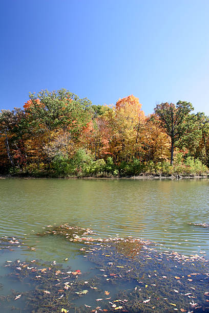 los árboles de otoño y lago en illinois - lisle fotografías e imágenes de stock