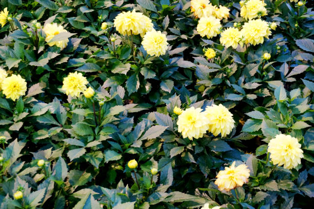 黄色のダリア フィガロの花畑 - flower arrangement wildflower bouquet dahlia ストックフォトと画像