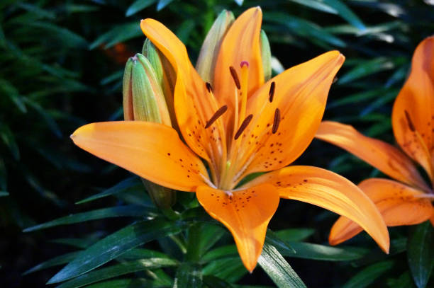 istock Closeup of orange Asiatic lily (Lilium asiaticum) 924676688