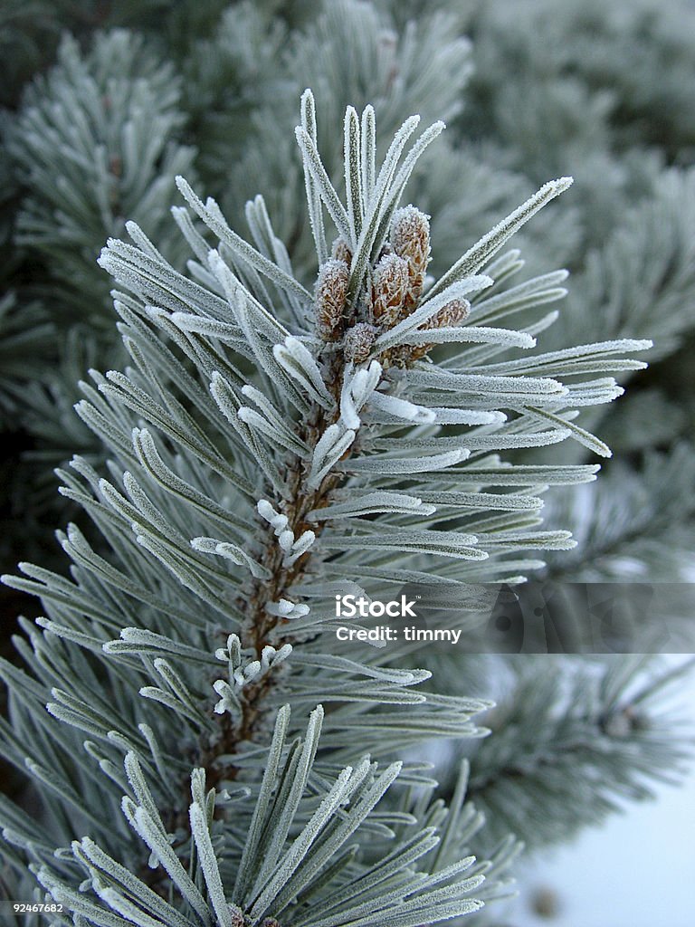 frosty Pino - Foto stock royalty-free di Albero