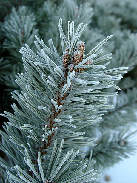 close up on a muhgo (sp??) pine that is covered in frost. Can anyone say, \