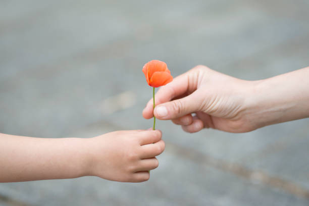 istock Parents hands handing poppy flowers 924677648