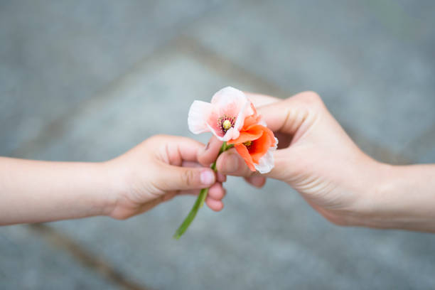 istock Parents hands handing poppy flowers 924677664
