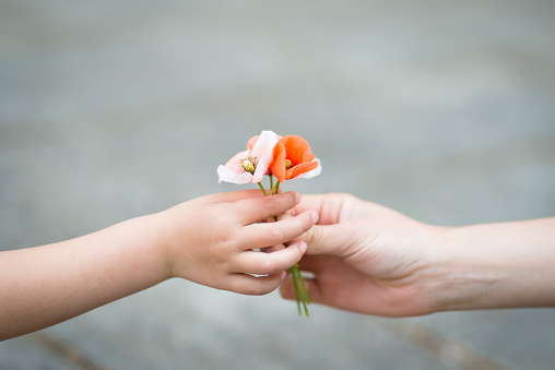 Parents hands handing poppy flowers