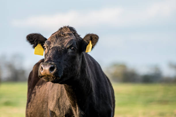 istock Curious Black Angus cow close up 924677960
