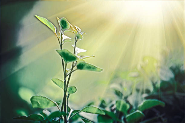 lumière qui brille sur une pousse verte, énergie durable digital painting - photosynthèse photos et images de collection