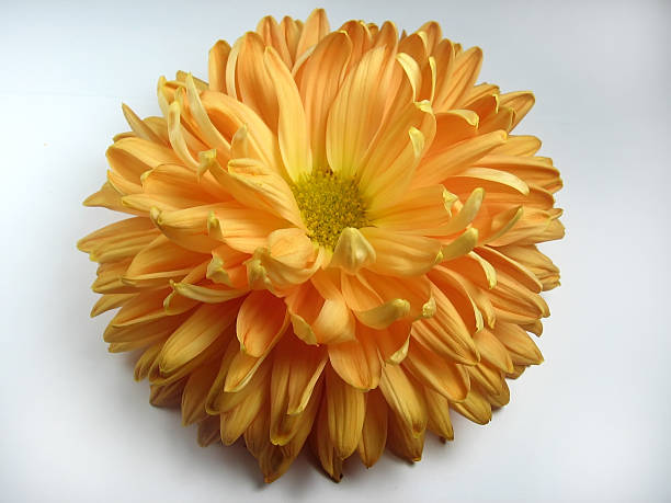 Orange Yellow Flower stock photo