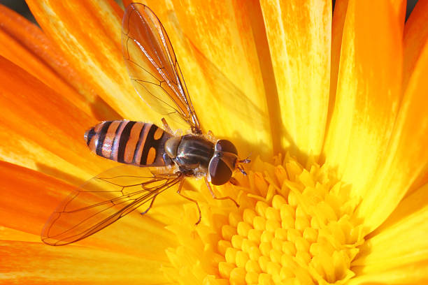 Hoverfly on the calendula stock photo