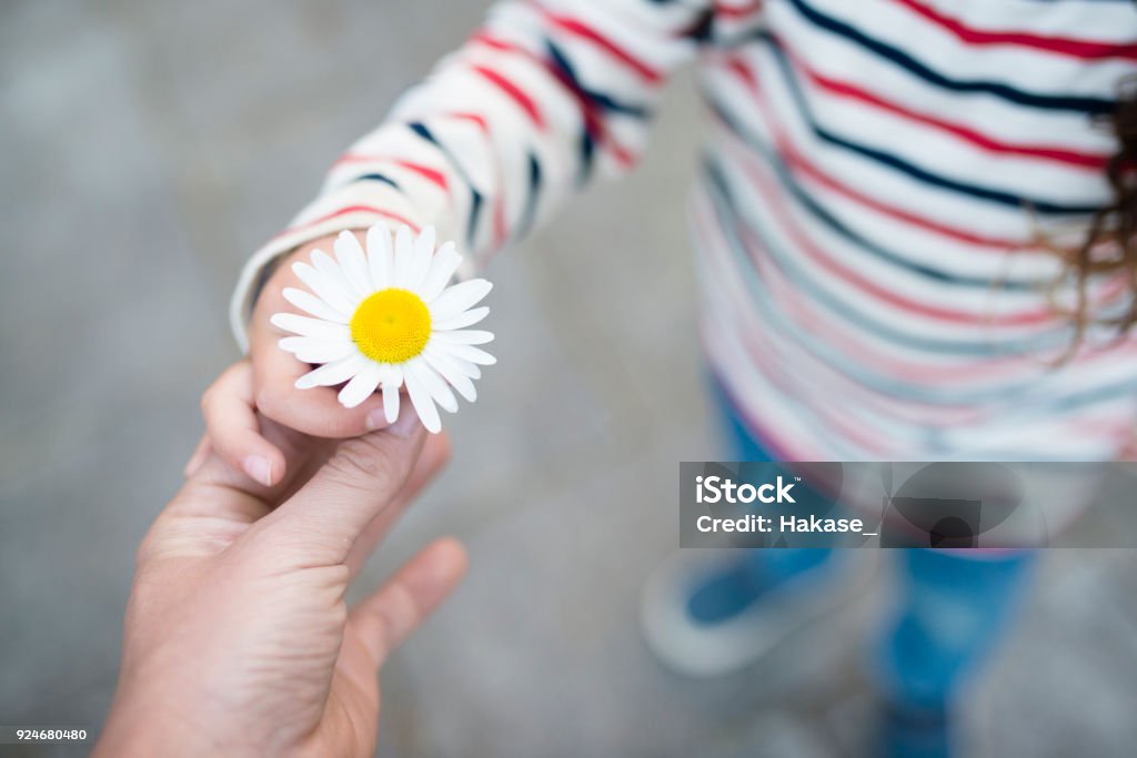 Parent et enfant mains remise fleur blanche - Photo de Être aux petits soins libre de droits