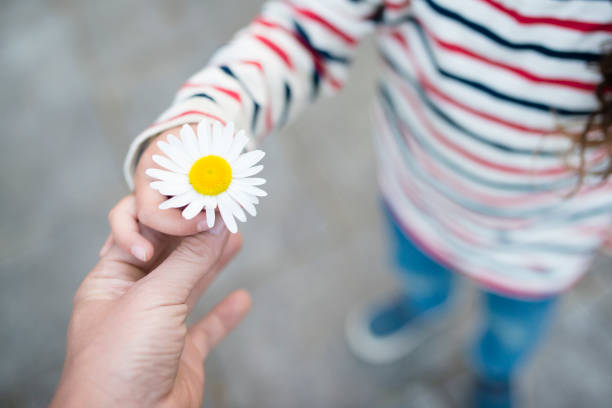 parent et enfant mains remise fleur blanche - bienveillance photos et images de collection