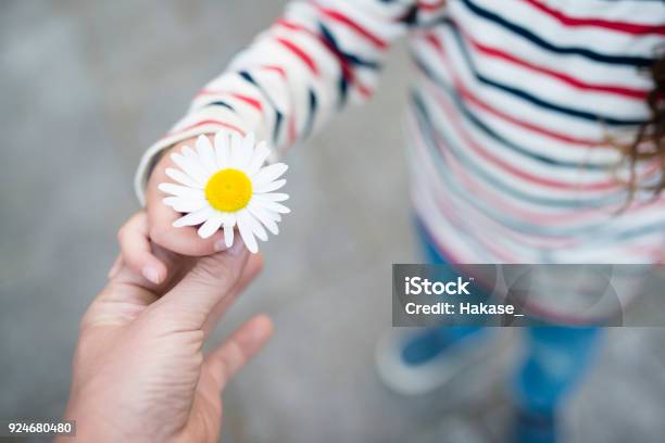 Tangan Orang Tua Dan Anak Menyerahkan Bunga Putih Foto Stok - Unduh Gambar Sekarang - Peduli, Berbagi - Konsep, Anak - Umur manusia