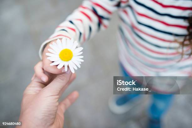 Parent And Child Hands Handing White Flower Stock Photo - Download Image Now - Care, Sharing, Child