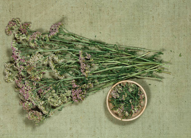 istock Yarrow. Dry herbs. Herbal medicine, phytotherapy medicinal herbs 924680556