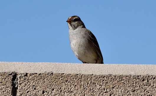 A snapshot of a small bird perched atop a brick wall in my backyard.