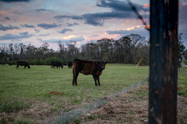 istock Looking through fence at calf 924680846