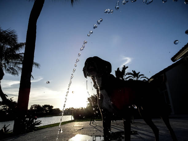 dog drinking out of a fountain in the sunset