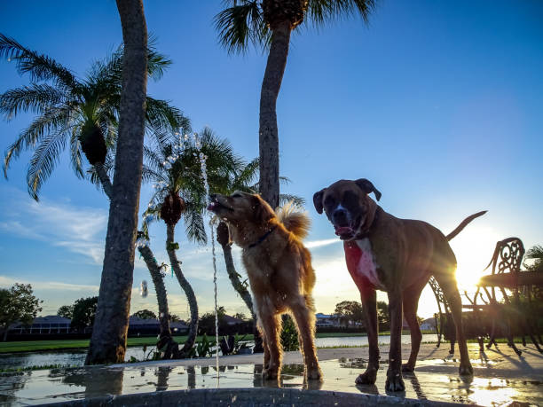 dog drinking out of a fountain in the sunset