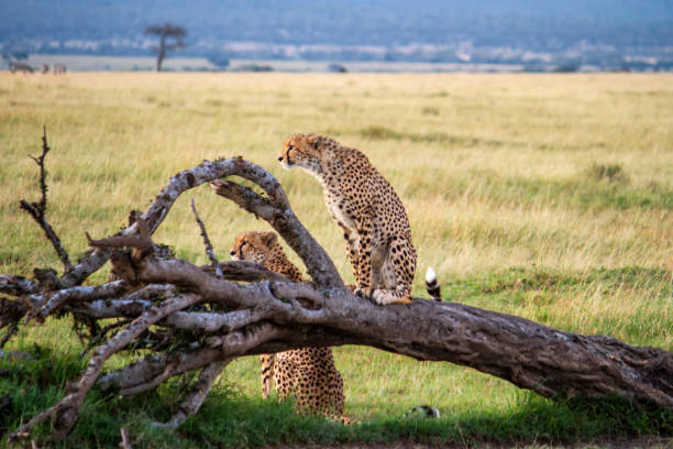 istock Cheetahs In Wildlife Refuge 924682072