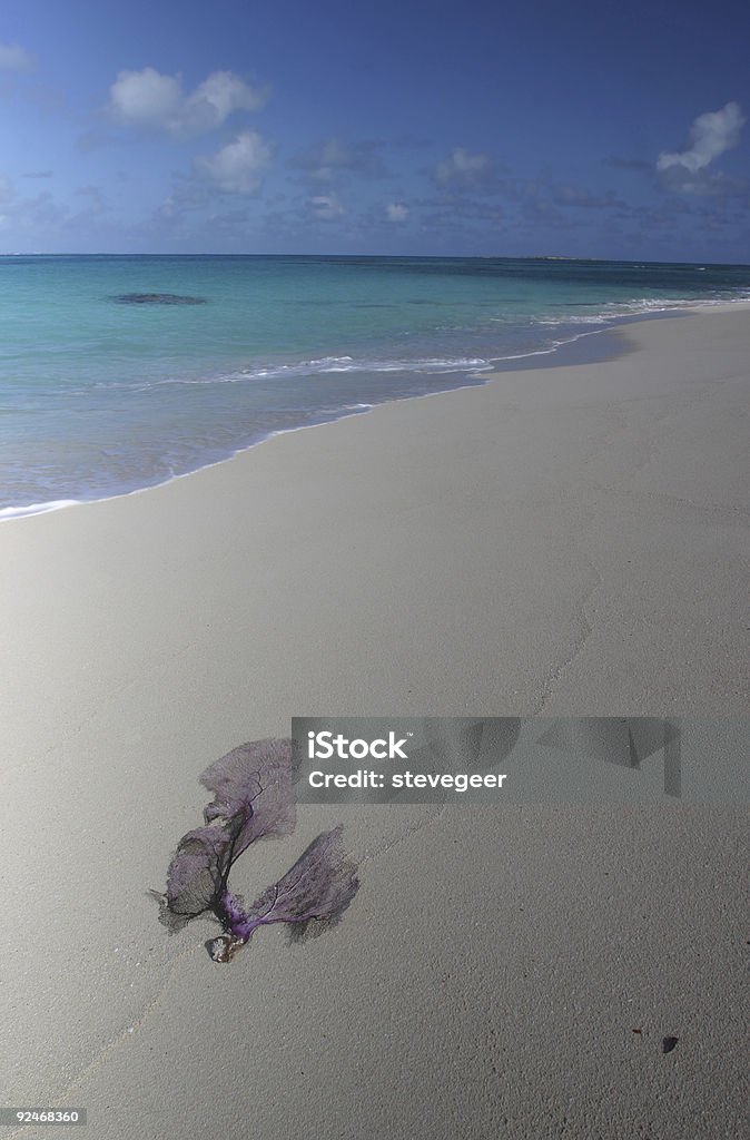 Ventilador do mar na praia - Royalty-free Ao Ar Livre Foto de stock