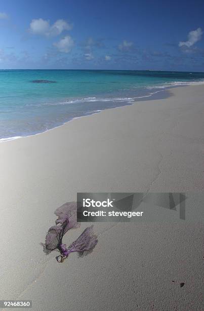 Ventilador Do Mar Na Praia - Fotografias de stock e mais imagens de Ao Ar Livre - Ao Ar Livre, Areia, Azul